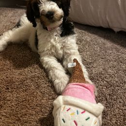 Aussiedoodle, Bernedoodle, and Poodle Puppies from Color Country Doodles