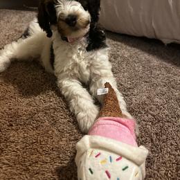 Aussiedoodle, Bernedoodle, and Poodle Puppies from Color Country Doodles