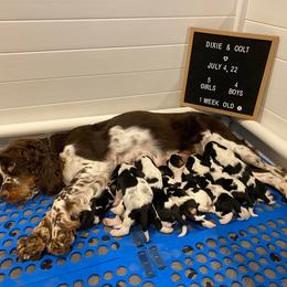 Dachshund and English Springer Spaniel Puppies from Clucking Homestead Springers & Dachshunds
