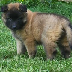 Belgian Tervuren Puppies from Kismet Belgian Tervuren's  owner Angela Ernst