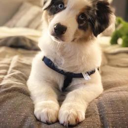 Australian Shepherd Puppies from FoxRest Australian Shepherds