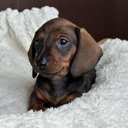 Claret - Red female Dachshund puppy in Crystal, Michigan from Mare-Bella Smoothcoat Edition