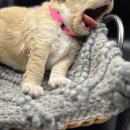 Double Doodle and Goldendoodle Puppies from Red White and Doodle