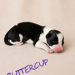 Buttercup - Black female Border Collie puppy in Sanger, California from Flying M Cactus Ranch Buddies