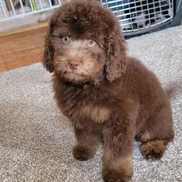 Brown boy - Phantom male Bernedoodle puppy in Poplar Grove, Illinois from Awesome Paws