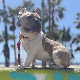 Bali - French Bulldog