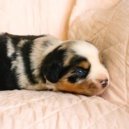 1 Girl - Blue merle female Australian Shepherd puppy in Burkesville, Kentucky from Bline’s Awesome Aussies & Doxies at the Bline Family Farm