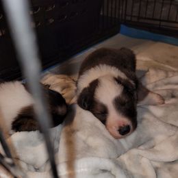 English Shepherd Puppies from ThreeDarkBays English Shepherds