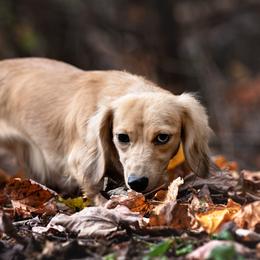 Laynie - Dachshund
