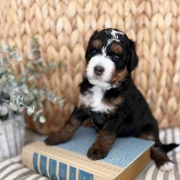 Cindy Brady - Tri-color female Bernedoodle puppy in Temecula, California from Brookside Bernedoodles