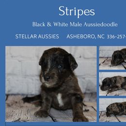 Stripes - Blue merle male Aussiedoodle puppy in Asheboro, North Carolina from Stellar Aussies