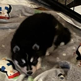 Girl 3 - Black and white female Siberian Husky puppy in Columbus, Ohio from Jamuison’s Siberian Huskies