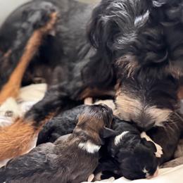 Bernedoodle, Cockapoo, and Goldendoodle Puppies from Avery Doodle Day LLC