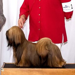 Angie - Lhasa Apso