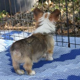 American Corgi, Cane Corso, Pembroke Welsh Corgi, and Rhodesian Ridgeback Puppies from Diamondcrest Inc