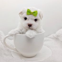 Companion Cross, Mal-Shi, Maltese, Maltipoo, Morkie, and Shih Tzu Puppies from Seeking Shalom Acres Maltese, Maltipoos & Havamalts