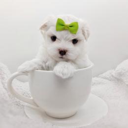 Companion Cross, Mal-Shi, Maltese, Maltipoo, Morkie, and Shih Tzu Puppies from Seeking Shalom Acres Maltese, Maltipoos & Havamalts