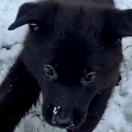 German Shepherd Puppies from Shadow Wraith German Shepherds