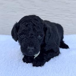 AKC Sasha - Mint - Black female Poodle puppy in Baytown, Texas from Charlotte & Co. Miniature Poodles