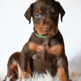 Andy - Red and rust male Doberman Pinscher puppy in Overton, Texas from Obsidian Kennel
