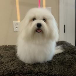 Cher - Coton de Tulear