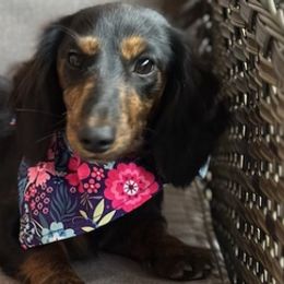 Dachshunds from Pennys Dachshunds