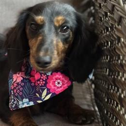 Dachshunds from Pennys Dachshunds