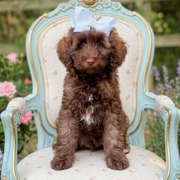 Holly - Chocolate female Double Doodle puppy in Cleveland, Tennessee from Edgewater Doodles & Designer Pups