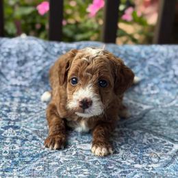 Onion - Red  female Goldendoodle puppy in Wharton, Texas from Little Fur Friends