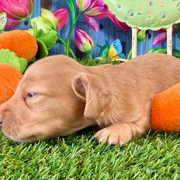 Stokey ( strawberry blonde) - Cream male Dachshund puppy in Orlando, Florida from Weiner Wunderland of Central Florida