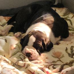 Mantle male - Mantle male Great Dane puppy in Gig Harbor, Washington from Lakaya Danes