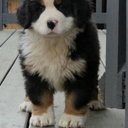 Izzy - Black tan and white female Bernese Mountain Dog puppy in Gaffney, South Carolina from Circle D Farms
