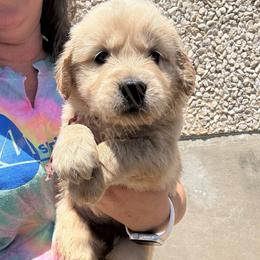 Scrabble (coral) - Golden female Golden Retriever puppy in Argyle, Texas from Skarlotte Goldens, LLC