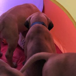 Great Danes from Vail Great Dane