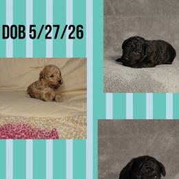 Poodle puppies from KDK Missouri Miniature Poodles