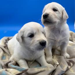 Male 3 - Light golden male Golden Retriever puppy in Spanaway, Washington from 11 Oaks Kennels
