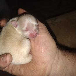 Pomeranian Puppies from Willy the Pomeranian Stud and Lilly's puppies