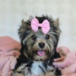 Raya - Black and tan female Yorkshire Terrier puppy in Bradley, South Carolina from Diamonds & Pearls Yorkshire Terriers