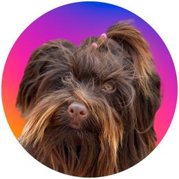 Fiat Lux - Havanese