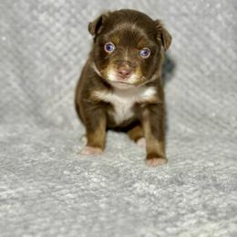 Sugar Bear - Red tri female Toy Australian Shepherd puppy in Lincoln, California from Country Dreams Mini Aussies