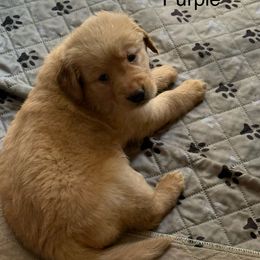 Lilac collar - Dark golden female Golden Retriever puppy in Indianapolis, Indiana from ZuGolden Retrievers & Doodles