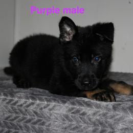 Purple male - Bi-color male German Shepherd puppy in Ann Arbor, Michigan from Von Der Havier German Shepherds