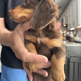 Dachshund Puppies from Bigony Family Dachshund’s