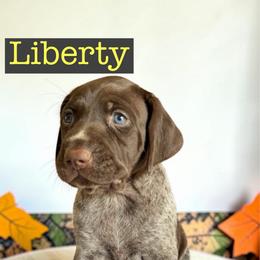 Liberty - Liver roan female German Shorthaired Pointer puppy in Polk City, Florida from Yates’ GSP