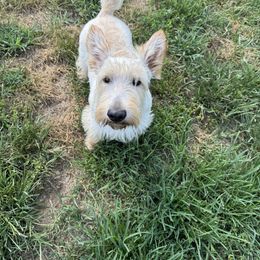 Otter - Scottish Terrier