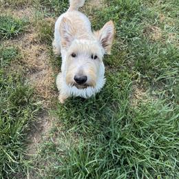 Otter - Scottish Terrier