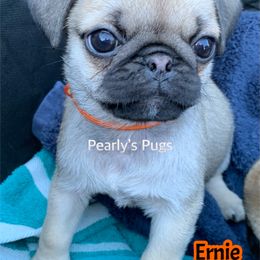 Pug Puppies from Pearly’s Pugs