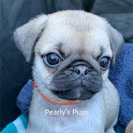 Pug Puppies from Pearly’s Pugs