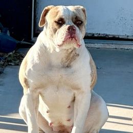 Sierra - American Bulldog