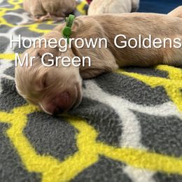 Golden Retriever Puppies from Homegrown Goldens